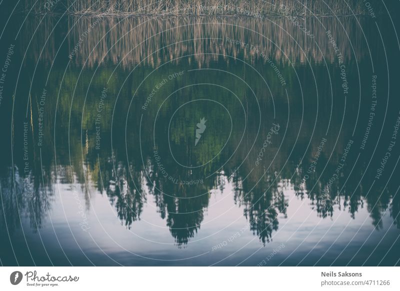 Spiegelung des trockenen Schilfs und des frischen Waldgrüns im ruhigen Teichwasser Schönheit blau Sauberkeit Flora Gras See Landschaft Licht lang natürlich