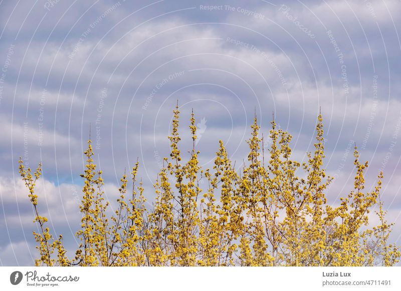 Frühlingserwachen, Forsythienäste voller gelber Knospen ragen in den Himmel Forsythienblüte Äste blau bewölkt leicht bewölkt Schönes Wetter Außenaufnahme Natur