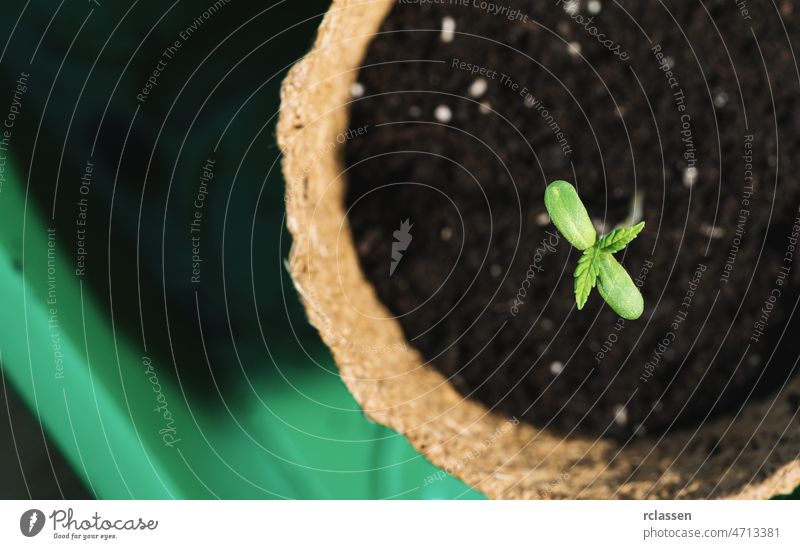 Anbau von Cannabis-Sprossen in einem Topf, Indoor-Marihuana-Anbaukonzept Bild medizinisch wachsen cbd Apotheke Business Pflanze Bauernhof im Innenbereich