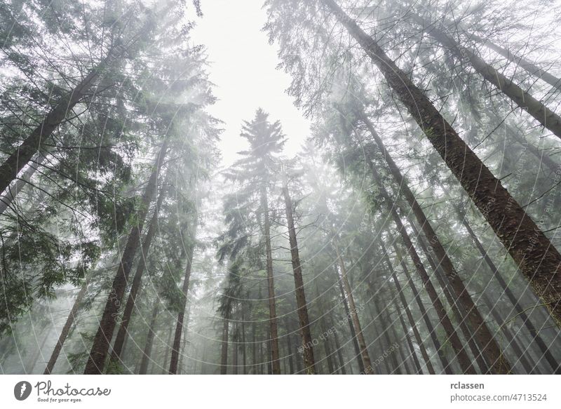 Waldbäume gegen nebligen Himmel Baum Top Nebel gruselig Abend spukhaft Alptraum Herbst Hintergrund schwarz blau dunkel Dunkelheit Baumstamm Morgendämmerung böse