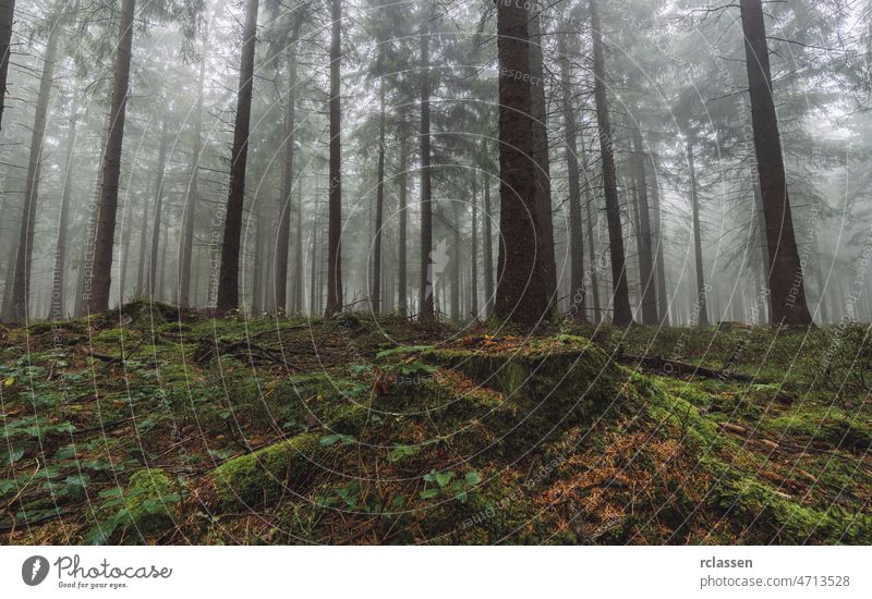 Wald im herbstlichen Morgennebel Nebel Abend Alptraum Herbst Hintergrund schwarz blau dunkel Baumstamm Dunkelheit Morgendämmerung böse märchenhaft Phantasie