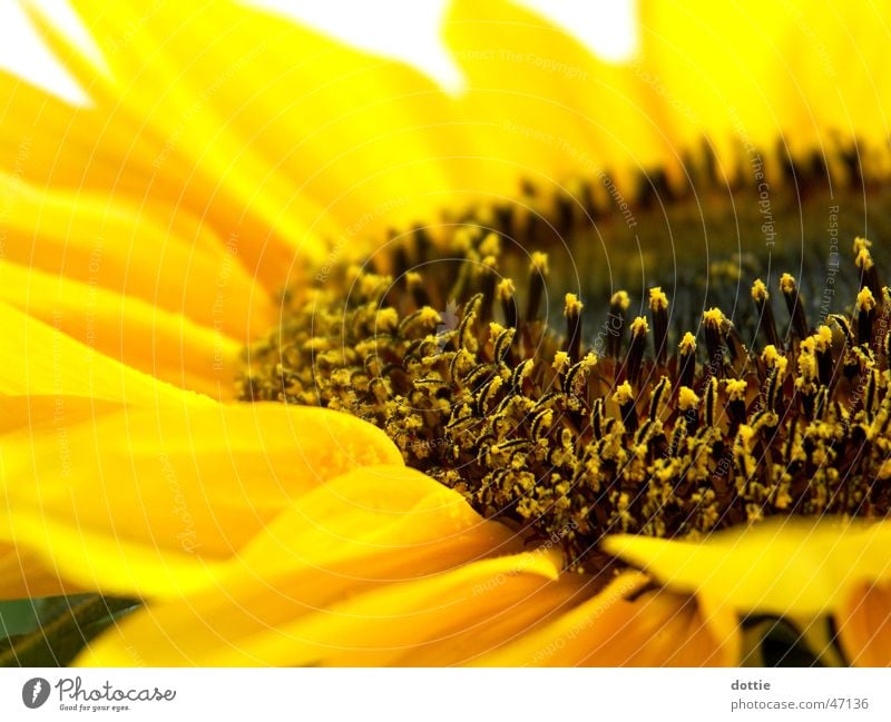 Sonnenblümeli Nr.1 Sonnenblume gelb nah Sommer Makroaufnahme Pollen