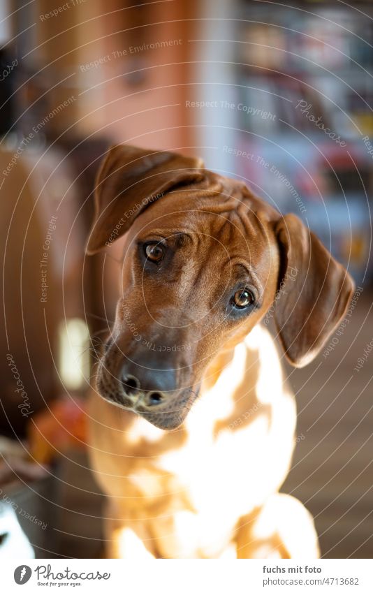 Rhodesien Ridgeback. Hundeblick Rideback Blick Tierporträt Haustier Fell Farbfoto Hundeschnauze niedlich Blick in die Kamera Schnauze Haushund 1 Rassehund