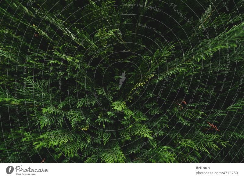 Draufsicht auf grüne Blätter auf dunklem Hintergrund im Dschungel. Blick von oben auf dichte dunkelgrüne Blätter im Garten. Natur abstrakten Hintergrund. Schöne dunkelgrüne Blatt Textur. Kleine grüne Blätter Hintergrund.