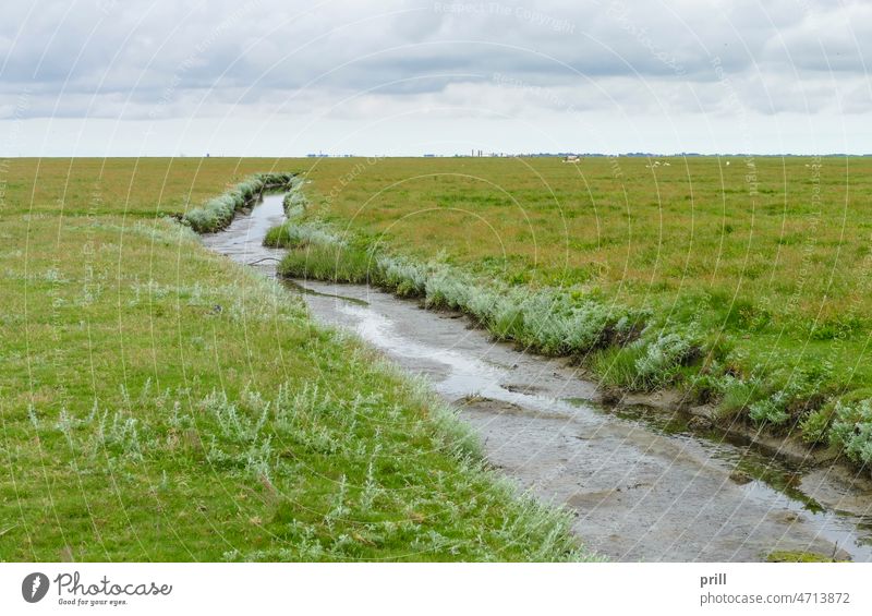 Hallig Nordstrandischmoor nordstrandischmoor hallig island north frisia germany northern germany north sea coast canal meadow pasture grass sheep farmland water