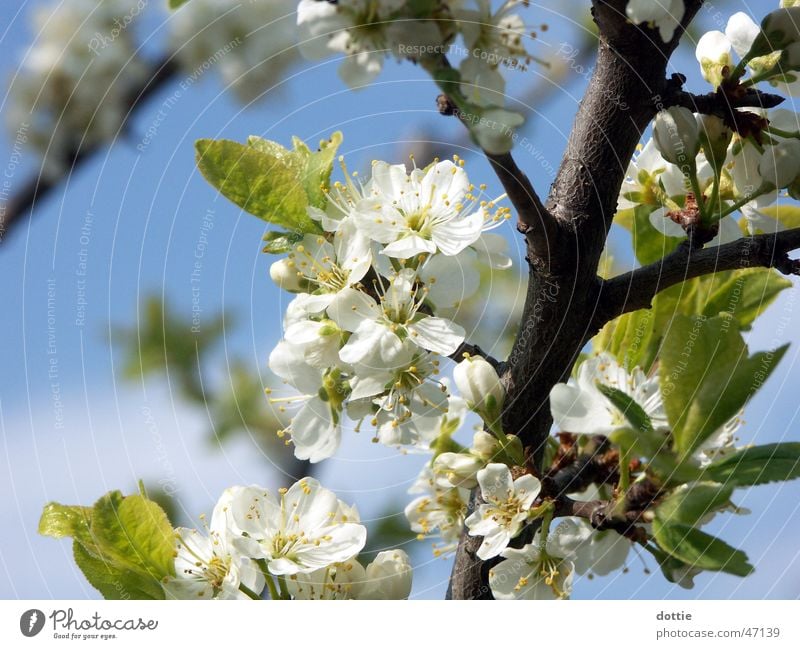 Kirschblüte Nr.1 Blüte Frühling Kirsche Baum weiß Ast Blühend