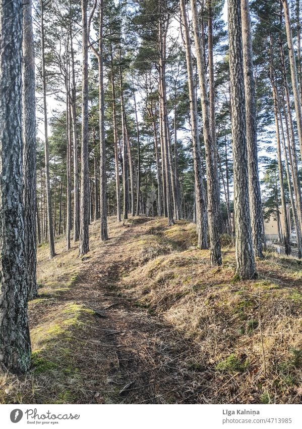 Weniger ausgetretene Pfade im Wald Weg Bäume wandern Erholung Natur Schneise Landschaft Baum Spaziergang Fußweg Waldboden Umwelt Wege & Pfade Menschenleer