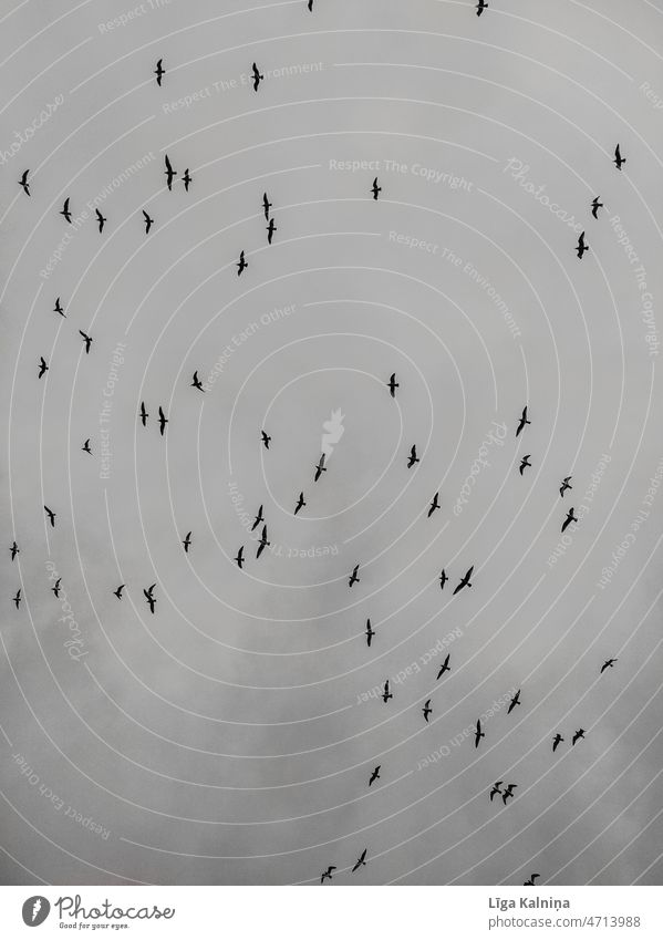 Vögel am Himmel Wolken Wolkenformation Wetter Wolkenhimmel Wolkenfeld Wolkendecke Wolkenbild Umwelt Vogel grauer Himmel Schwarm Vogelschwarm Cloud Tier