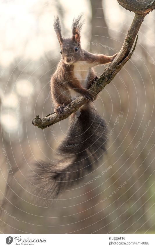 Eichhörnchen auf Ast sitzend Natur Tier niedlich Fell Wildtier Nagetiere braun Außenaufnahme Farbfoto klein Tierporträt Tag Menschenleer 1 Neugier Umwelt rot