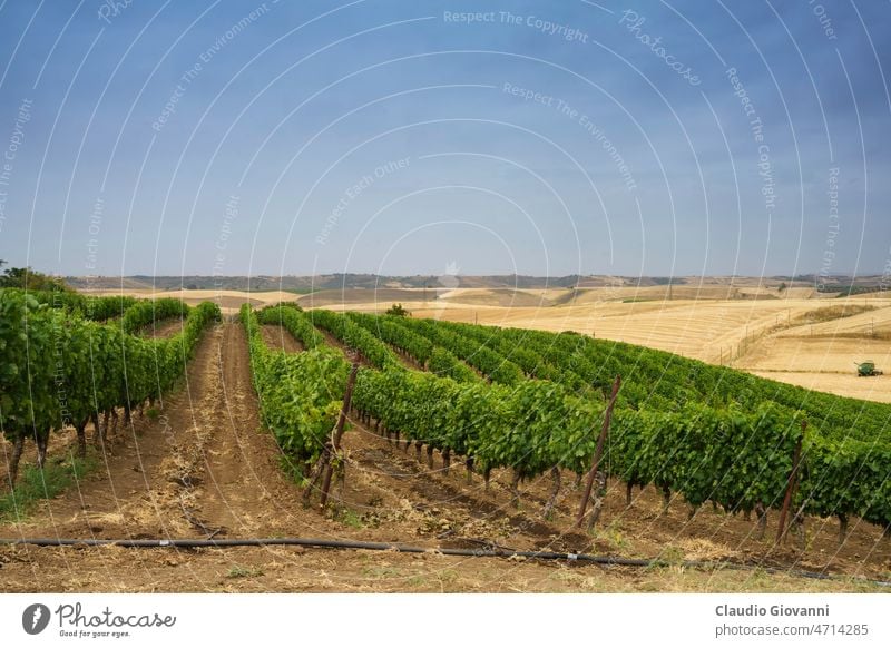 Ländliche Landschaft in der Basilikata, Italien, im Sommer Europa Gravina Melfi Potenza Apulien Ackerbau Farbe Tag Feld Natur im Freien Fotografie Straße