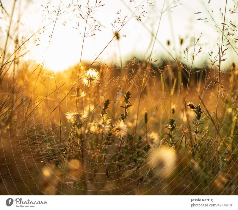 goldene Wiese Wiesenblume Wiesenblumen Wiesenpflanzen goldene stunde goldenes Licht goldenlight