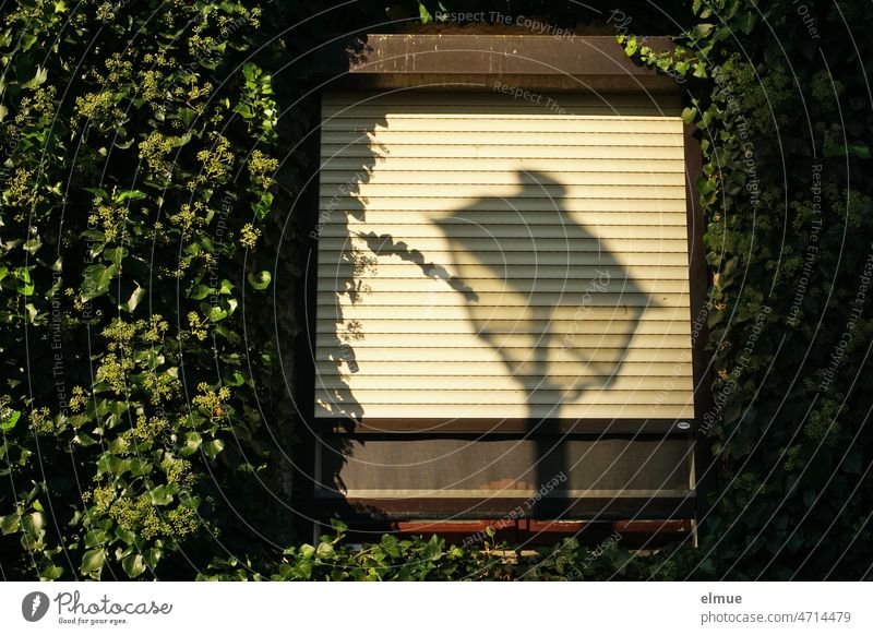 Schatten einer Straßenlaterne an einem mit einer Jalousie geschlossenen Fenster, umgeben von grünen Rankpflanzen / Schattenspiel / wohnen im Grünen