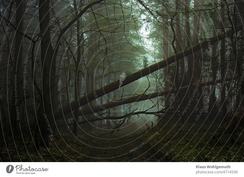 Windbruch. Nach den Stürmen im Februar 2022 liegen gestürzte Bäume im Nebel über einen Waldweg Sturmschäden Dunst dunstig düster Düsterwald düstere Stimmung