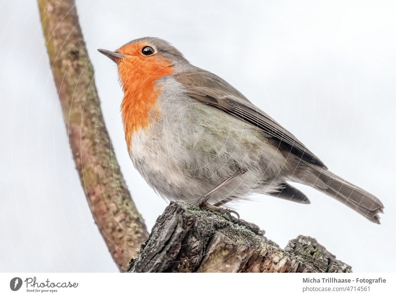 Rotkehlchen im Baum Erithacus rubecula Vogel Wildvogel Kopf Tiergesicht Federn Gefieder Schnabel Auge Beine Flügel Krallen Zweige u. Äste Nahaufnahme