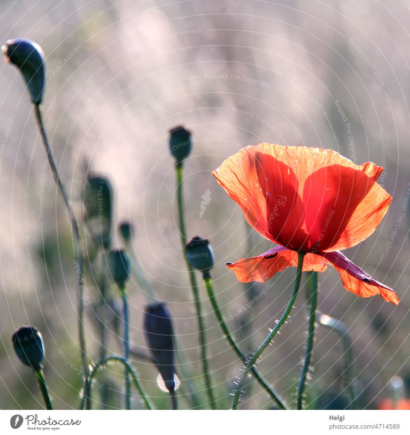 Mo(h)ntag - rote Klatschmohnblüte und Samenkapseln vor unscharfem Hintergrund Mohn Mohnblüte Blume Blüte blühen Frühsommer Blütenblätter Stengel Sonnenlicht