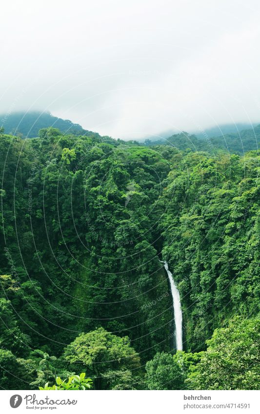 orte, die etwas bedeuten | die lunge der welt Licht Tag Menschenleer Außenaufnahme Farbfoto beeindruckend Wasserfall grün Umweltschutz schön fantastisch