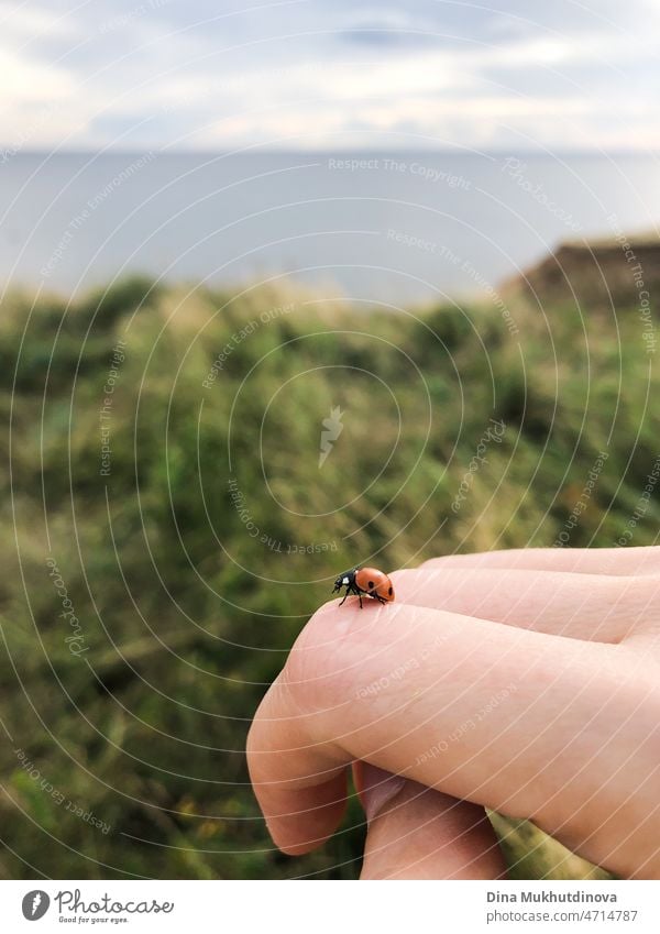 Ein Marienkäfer oder Marienkäfer Nahaufnahme auf eine menschliche Hand bereit, weg zu fliegen. Friedliche Sommer Moment im Leben von Mensch und Natur leben in Harmonie. Kleines rotes Insekt Marienkäfer sitzt auf einer Hand mit Sommer Naturlandschaft auf dem Hintergrund.