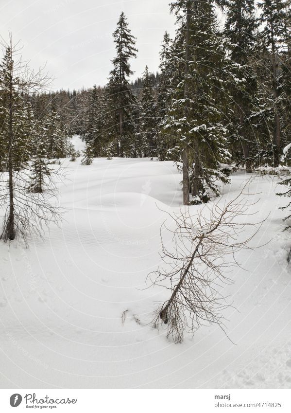 Winterliche Eindrücke. Winterzauber Winterurlaub Natur Wintertag kalt Winterstimmung Schnee winterlich Tourismus Kälte Stille einzigartig weiß Schneelandschaft