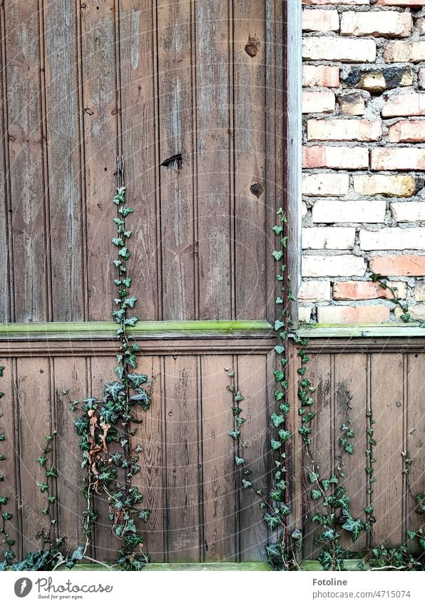 Holzwand an Steinwand, garniert mit Efeu. Farbfoto Außenaufnahme Tag Holzbrett braun alt Detailaufnahme Wand Maserung natürlich verwittert Holzmaserung