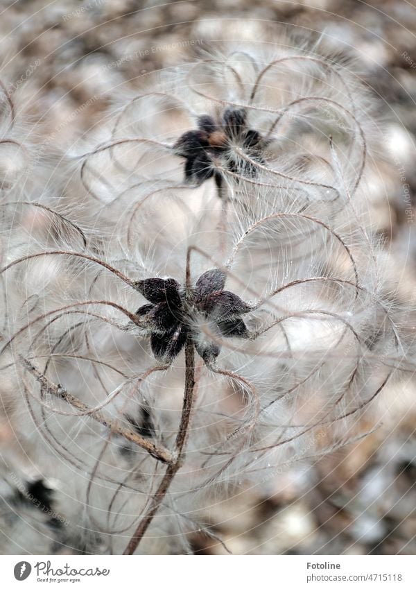 Die gewöhnliche Waldrebe im Winter. So zart, weich und filigran. Schön! Pflanze Natur Clematis Farbfoto Außenaufnahme Nahaufnahme Tag Blume Detailaufnahme