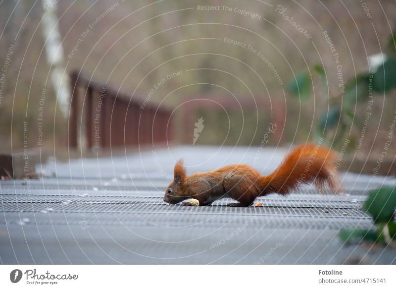 Eichhörnchen I - Das kleine rote Eichhörnchen sucht nach der Erdnuss, die direkt neben ihm liegt. Tier Natur niedlich Fell Wildtier Nagetiere braun