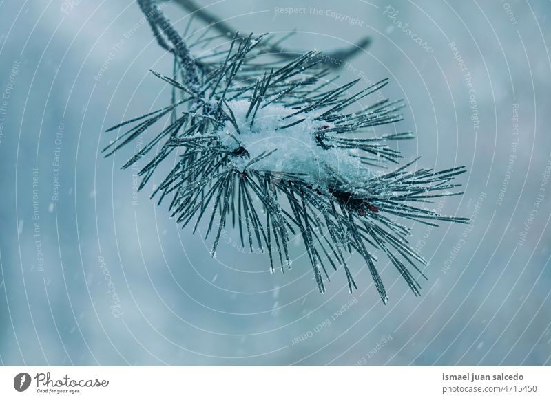 Schnee auf der Kiefer Blätter im Winter Saison Kiefernblätter Niederlassungen Blatt grün Eis Frost frostig gefroren weiß Natur texturiert im Freien Hintergrund