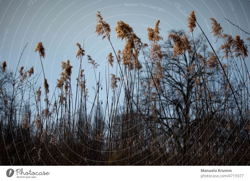 Schilf das in den Himmel ragt Schilfrohr blau Natur Menschenleer Farbfoto Außenaufnahme Pflanze Schilfgras beige braun Landschaft