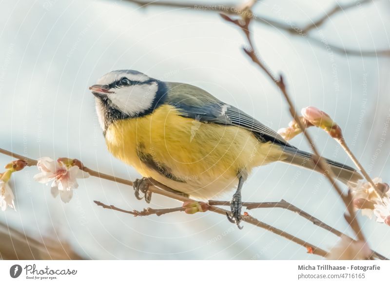 Blaumeise im blühenden Strauch Cyanistes caeruleus Meisen Tiergesicht Kopf Auge Schnabel gefiedert Feder Flügel Krallen Vogel Wildtier Tierporträt Natur