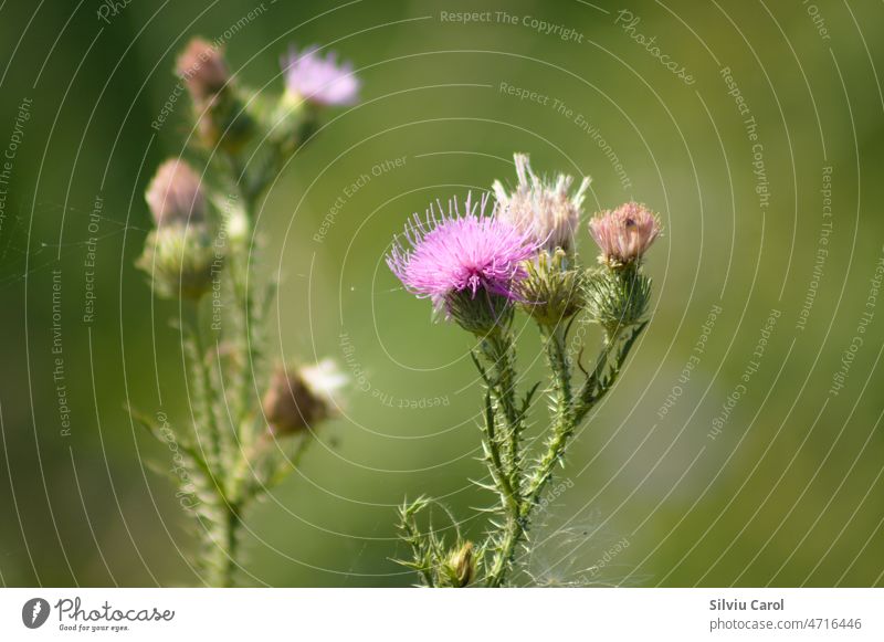 Stachelige pflaumenlose Distel in Blüte Nahaufnahme mit grünem unscharfem Hintergrund Wiese Blütezeit Flora stachelig Wildpflanze purpur Natur Farben Gesundheit