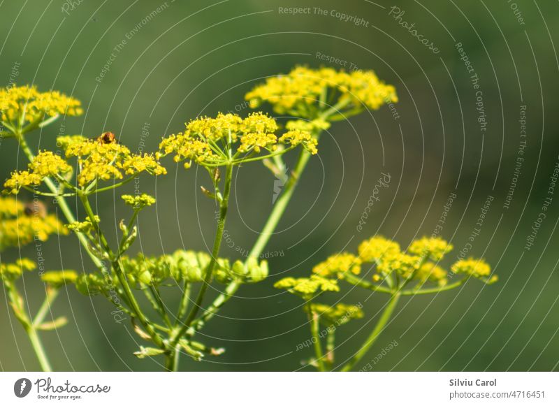 Pastinake in Blüte Nahaufnahme mit grünen unscharfen Pflanzen im Hintergrund Wildblume Makro Natur gelb Sommer Blume Wiese natürlich Vorbau rot Farbbild