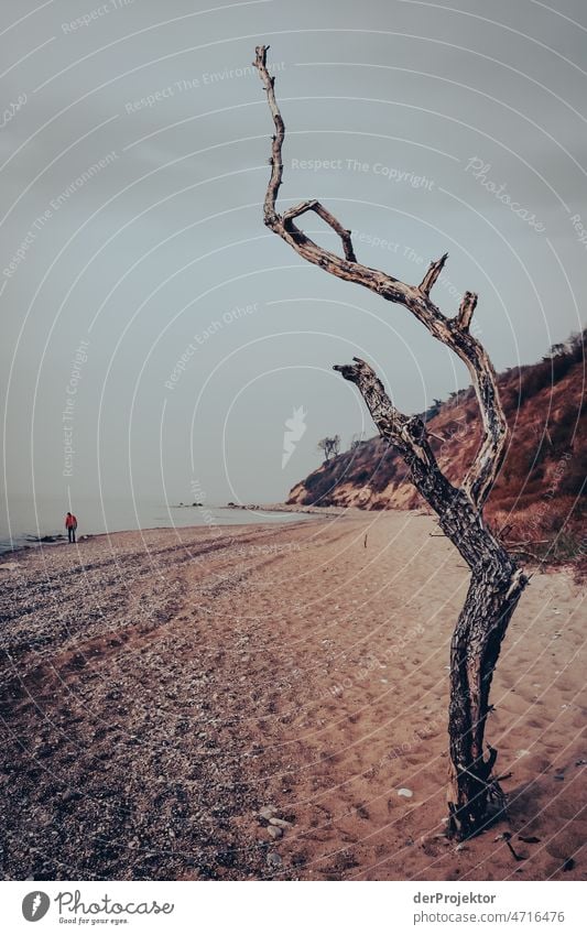 Abgestorbener Baum mit Küste auf Hiddensee II Panorama (Aussicht) Totale Zentralperspektive Starke Tiefenschärfe Sonnenstrahlen Sonnenlicht Tag Licht