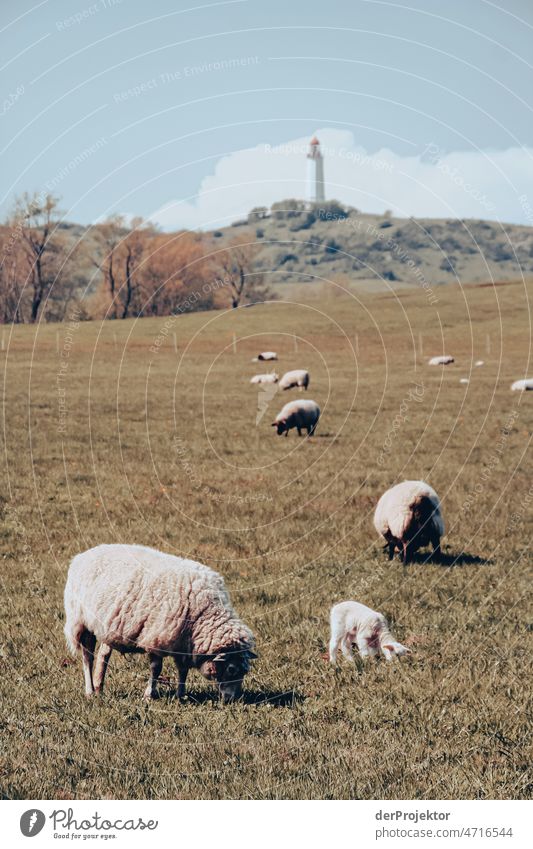 Schafherde auf einem Feld auf Hiddensee mit Leuchtturm Ganzkörperaufnahme Tierporträt Porträt Panorama (Aussicht) Totale Zentralperspektive Starke Tiefenschärfe