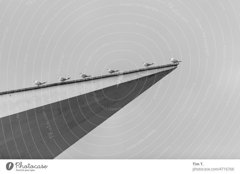Möwen sitzen auf einer Gebäudespitze Berlin Berlin-Mitte möwen Vögel s/w Stadt Stadtzentrum Außenaufnahme Menschenleer Hauptstadt Tag Architektur