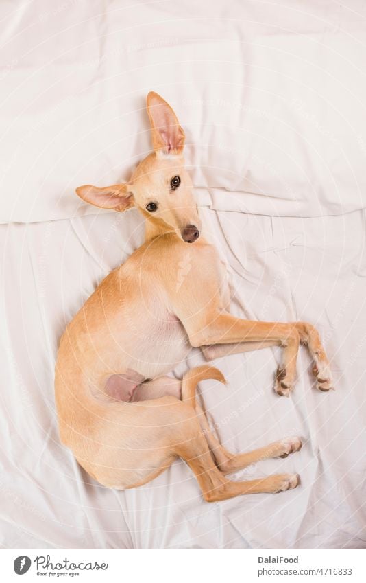 Windhund auf weißem Bett bezaubernd Tier züchten braun Windstille Eckzahn Komfort niedlich Hund heimisch fluffig Freund Glück heimwärts wenig Säugetier