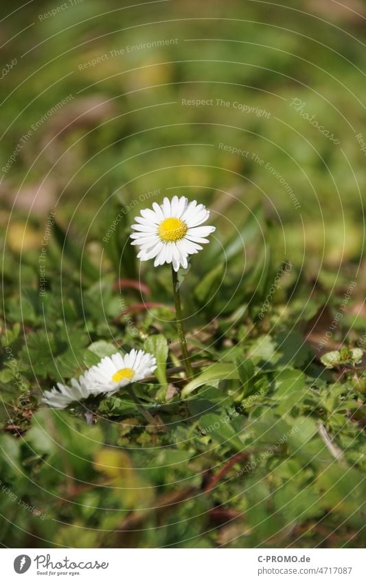 Gänseblümchen pflanze wiese sonne Maßliebchen Tausendschön Monatsröserl Margritli