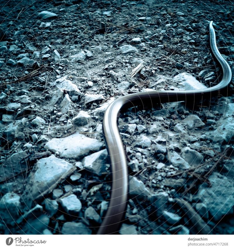 Ein beliebter Gast in Gärten. Eine liegende Blindschleiche auf Steinen und Kies, mitten bei Tageslicht dem Wanderweg ,die sich Sonnte. Schlange Tier Tierporträt