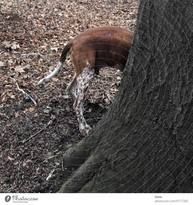 ganz schlechtes Versteck | Clowns im Park (4) hund baum herbstlaub natur draußen schwanz tier hinterbeine fell versteck stehen