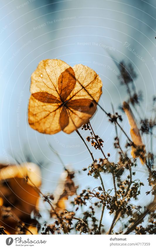 Makro Photo eines vertrockneten Blütenblatts trocken Natur Blume Pflanze Nahaufnahme Außenaufnahme Detailaufnahme Makroaufnahme Schwache Tiefenschärfe Garten