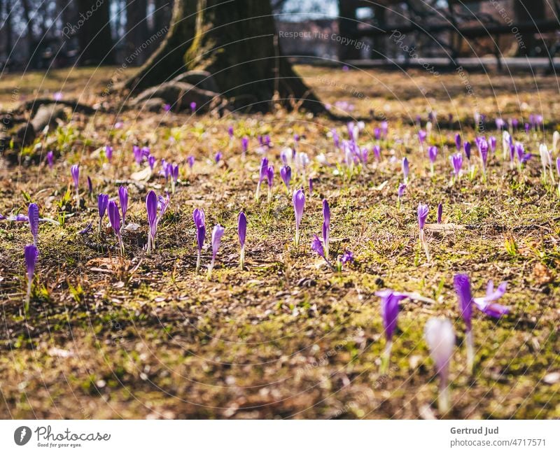 Krokusblüte auf der Wiese vor einem Baum Blume Blumen und Pflanzen Blüte Farbe lila Frühling Natur Farbfoto Garten Blühend Außenaufnahme natürlich violett schön