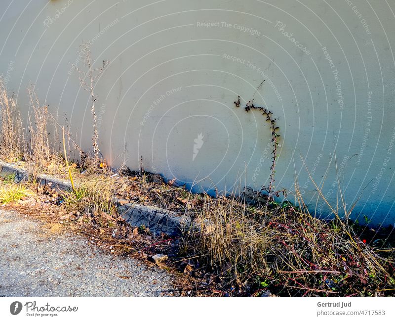 Trockene Gräser an einer alten Hauswand Alt Natur Patina Außenaufnahme Menschenleer Farbfoto Detailaufnahme Gedeckte Farben verwittert natürlich vertrocknet