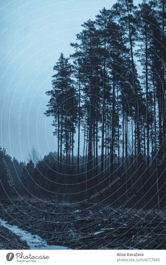 Schneefall, Wald und Schnee, Abend im Wald Kiefern großer Baum alte Bäume Waldspaziergang Natur Landschaft dunkel bewölkter Himmel blauer Himmel Hintergrund