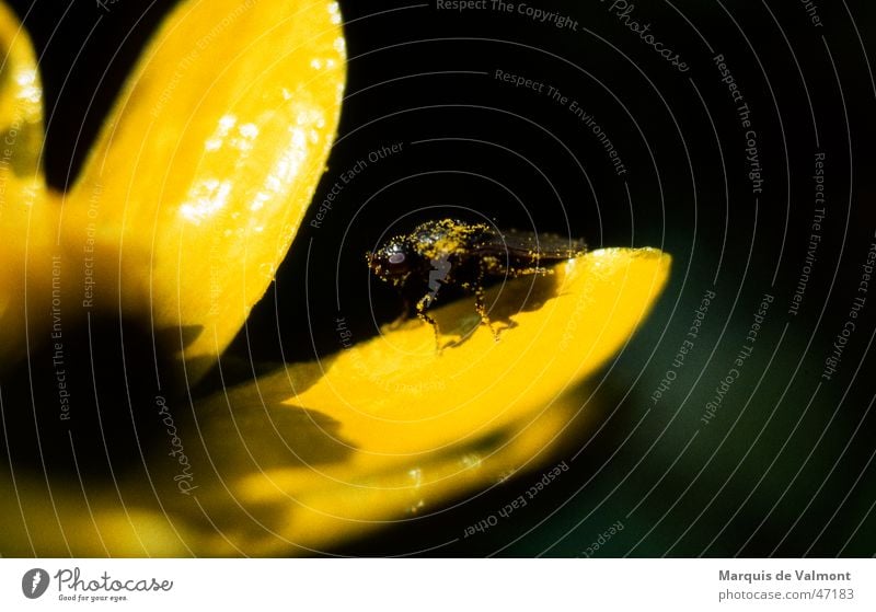 POLLution ;-) Blüte Blütenblatt gelb glänzend Insekt Pollen Staubfäden staubig dreckig Makroaufnahme Scharbockskraut Bad Pause vollgefressen Blume Pflanze