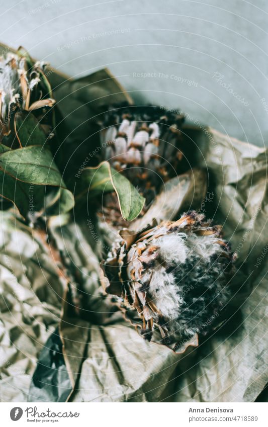 Trockene Protea-Blüten trocknen Trockenblumen Zuckerbüsche getrocknete Protea-Blüten tropisch Natur verdorrt groß ungewöhnlich exotisch Design Blütezeit