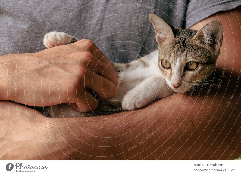 Nahaufnahme einer getigerten Katze, die gestreichelt und gekrault wird Tigerkatze schmusen Tierhalter Streicheln Liebe Komfort Tierliebe Lifestyle Zuneigung