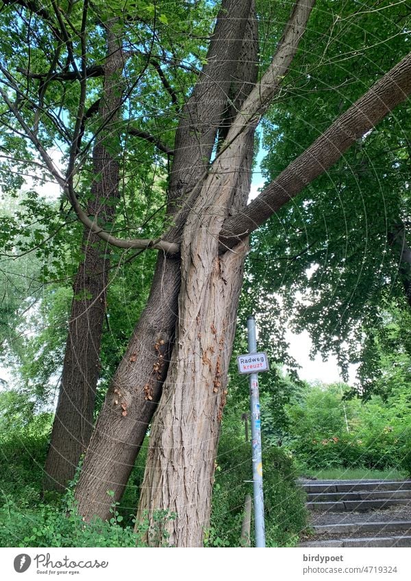 zwei miteinander verwachsene Bäume neben Beschilderung "Radweg kreuzt" Baum Äste anlehnen Park Natur Umwelt Spaziergang Erholung grün wandern Weg ruhig