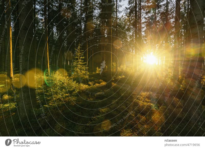 Stiller Wald im Frühling mit schönen hellen Sonnenstrahlen Fernweh Frieden Schwarzwald Wälder analog Herbst Schönheit in der Natur Ast Morgendämmerung