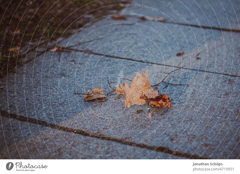 Laubblatt auf dem Fußweg mit Bodenplatten im Winter Blatt Laubblätter Herbst vintage film retro analog Straßenrand Asphalt grau leer urban Straßenbelag Waldrand