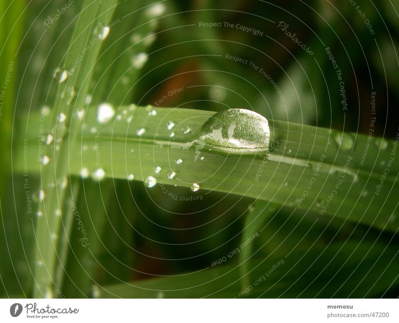 Tauperle Gras Halm Wiese nass Seil Wassertropfen Rasen Morgen Detailaufnahme Makroaufnahme