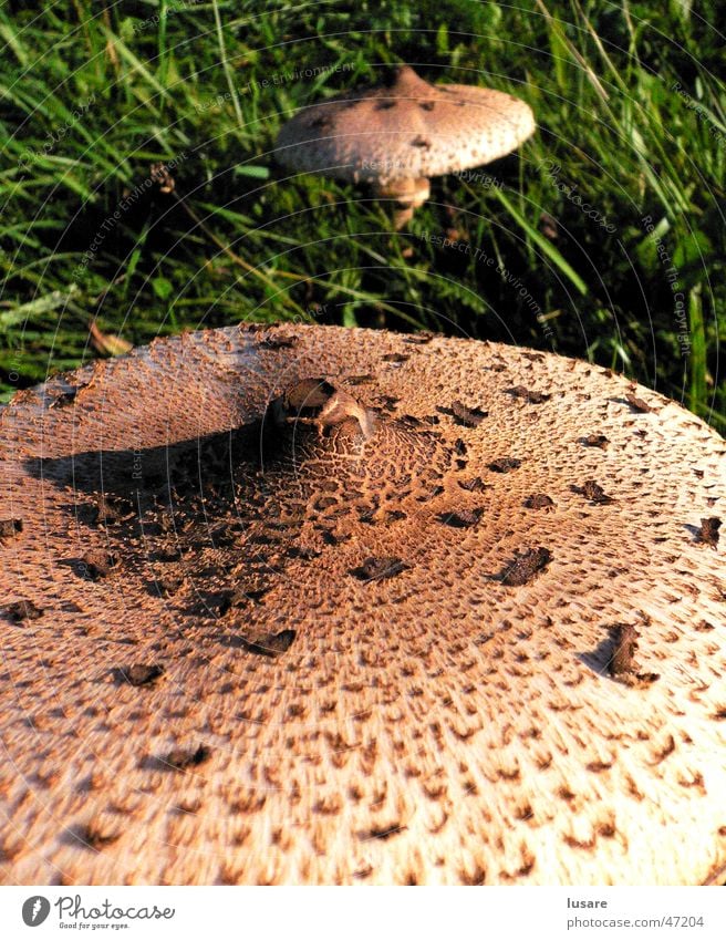 two mushrooms Oberfläche Gras grün Wiese Herbst Außenaufnahme Pilz strucktur Perspektive