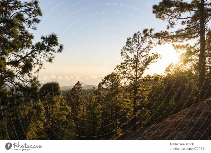 Nadelbäume am Abend am Hang Wald Natur Baum Sonnenuntergang Hügel Landschaft Tierwelt wild Immergrün Umwelt Insel malerisch Wälder wachsen nadelhaltig Pflanze